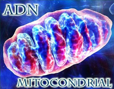ADN Mitocondrial