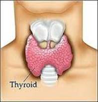 tiroides 2