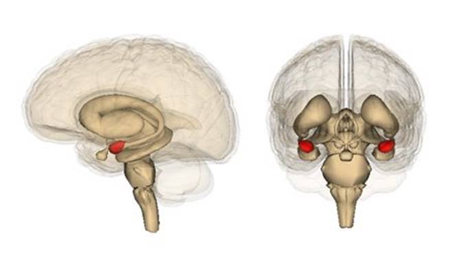 rotating skull amygdala