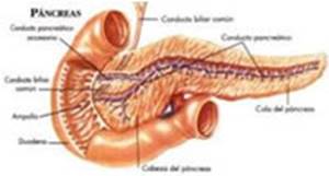 pancreas