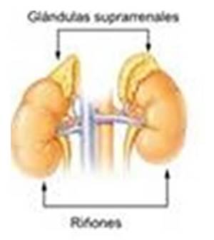 glandulas suprarenales