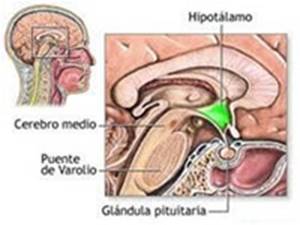 glandula_pituitaria