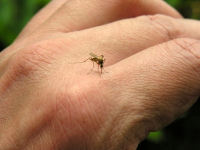Vicks VapoRub
                          mosquitos