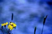 fast blue