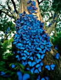 gaiabutterflies