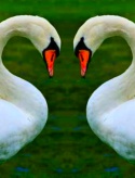 gaiaswans