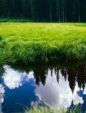 reflect125164