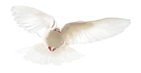 Dove White