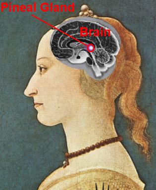 pineal gif