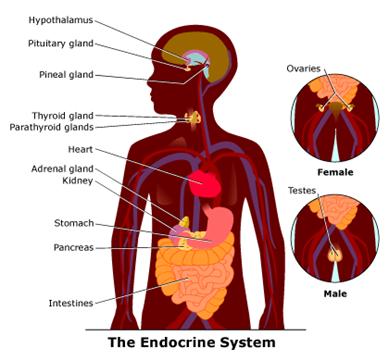 endocrine